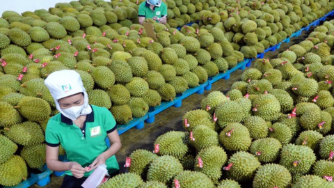 Xuất khẩu sầu riêng của Việt Nam vượt nửa tỷ USD trong 5 tháng