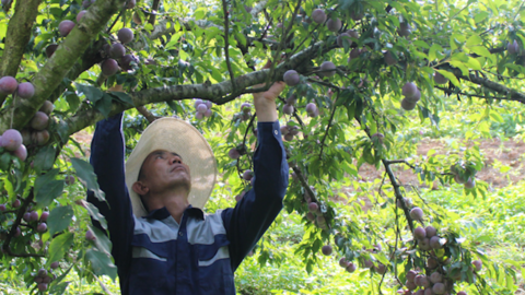 Phiêng Khoài: Trồng mận hậu, lão nông biên giới đổi đời