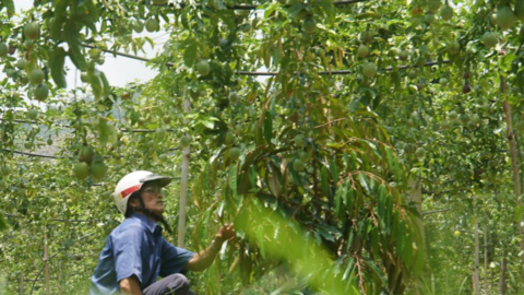 Đắk Nông: "Hụt hơi" theo chanh dây