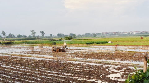 Mê Linh chuẩn bị sẵn sàng cho sản xuất lúa vụ Mùa 2023