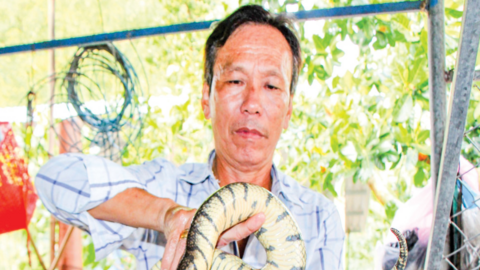 Nuôi rắn ri voi cho thu nhập cao 