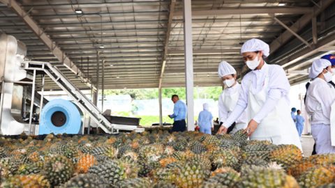 Sơn La: Tập trung phát triển nông nghiệp công nghệ cao