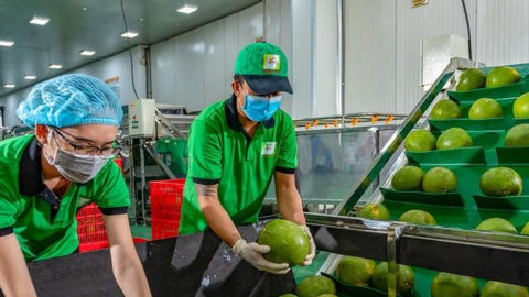 Rau quả Việt xuất ngoại tăng cao kỷ lục