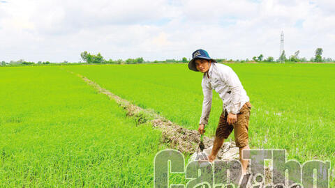 Ðể sản xuất thắng lợi lúa vụ thu đông 