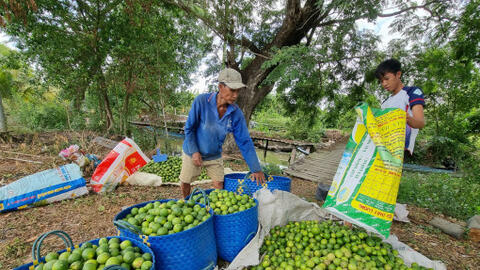 Giá chanh và tắc giảm mạnh 