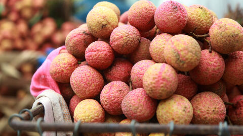 Vải thiều Thanh Hà vừa mất mùa vừa mất giá, nông dân xót xa bán buôn 15 nghìn đồng/kg