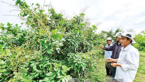 Ðể phát triển vườn cây ăn trái bền vững 