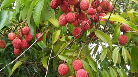 Xu hướng thị trường và kênh phân phối đối với trái vải tươi vào châu Âu