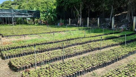 Ninh Thuận trồng mới hơn 1.120 ha rừng thay thế