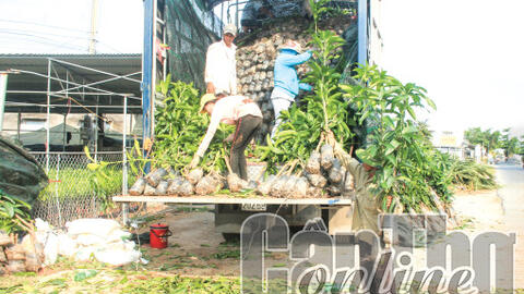 Mỗi năm sản xuất và cung ứng ra thị trường hơn 20 triệu cây giống ăn trái 