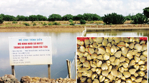 Nông dân Trà Vinh chuyển hướng chăn nuôi khi giá tôm giảm thấp