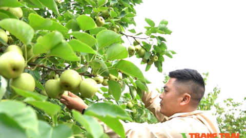 Nông dân Tam Đường khá giả nhờ trồng lê VH6