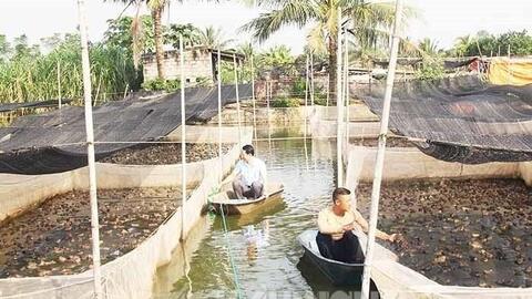 Cho cá rô đồng sống chung ao với ếch, anh nông dân tên Loạn ở Hải Dương làm thế nào mà thu bộn tiền