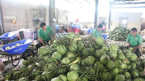 Cơ hội xuất khẩu chính ngạch trái dừa tươi Việt Nam sang Trung Quốc