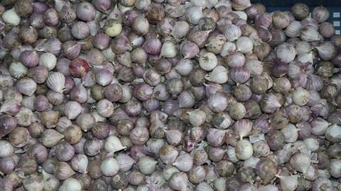 Phát triển kinh tế từ sản phẩm tỏi đen theo công nghệ Nhật Bản ở huyện Yên Châu