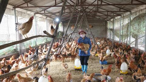 Chăn nuôi tuần hoàn giúp người nuôi lợn ở Hà Nội tăng hiệu quả kinh tế 15 - 20%