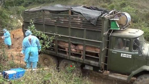 Long An ngăn chặn, xử lý tình trạng nhập lậu lợn qua biên giới
