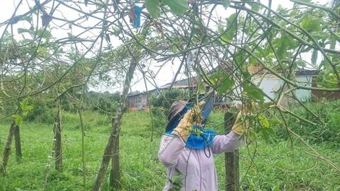 Giá chanh leo ở Gia Lai xuống thấp