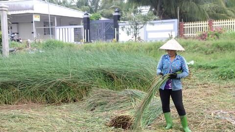 Trà Vinh: Khuyến khích nông dân ứng dụng khoa học trong chuyên canh cây màu