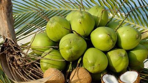Mỹ thông báo có thể ‘ngay lập tức’ nhập khẩu dừa non Việt Nam