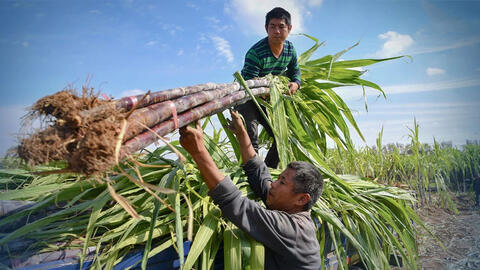 9 doanh nghiệp đường mía Thái Lan được giảm thuế chống bán phá giá khi xuất khẩu vào Việt Nam