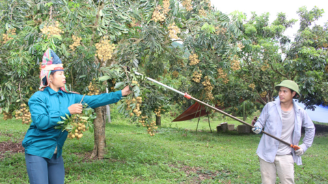 Huyện vùng biên Sơn La xây dựng vùng cây ăn quả chất lượng cao