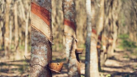 Trung Quốc chi hàng trăm triệu USD để mua, mặt hàng này của Việt Nam đạt lượng xuất cao nhất kể từ đầu năm