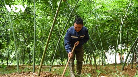 Măng tre thu tới đâu, nhà hàng thương lái 'hốt' hết, dân ở đây thu đều tay hàng triệu đồng/ngày