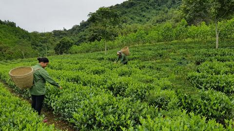 Những nông sản nổi bật 'gây thương nhớ' của tỉnh Bắc Kạn, nhiều người chưa biết loại sản phẩm này