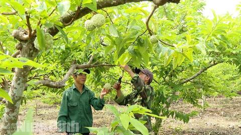Thương lái vào tận vườn thu mua với giá cao ngay đầu vụ, thứ quả này của Ninh Bình không thua kém Lạng Sơn