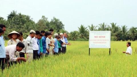 Cần Thơ xây dựng mô hình quản lý sức khỏe cây trồng tổng hợp