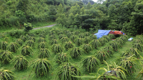 Thanh long ruột đỏ Bình Thuận khẳng định "tên tuổi" trên đất Lào Cai
