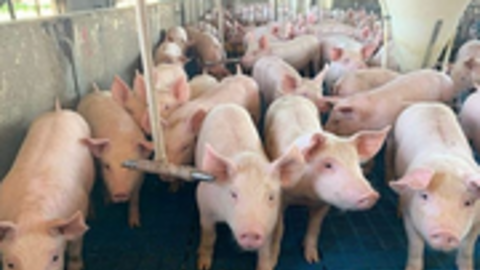 Đà giảm chưa dừng, giá trung bình lợn hơi cả nước chỉ còn 57.100 đồng/kg