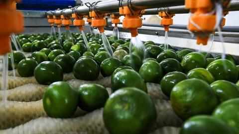 Quýt Ôn Châu ngon thế nào mà dân Hòa Bình cắt đóng hộp bán bao nhiêu cũng hết