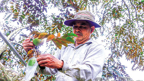 Xây dựng hợp tác xã nông nghiệp kiểu mới gắn với chuỗi giá trị nông sản 