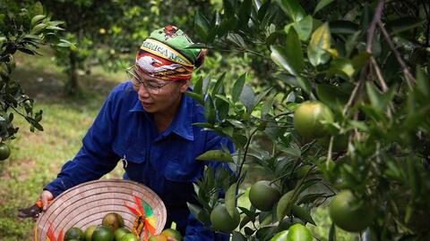 Cao Phong đang sốt với loại quả vỏ mỏng, tép vàng, không hạt; có thể dùng tay bóc vỏ ăn trực tiếp