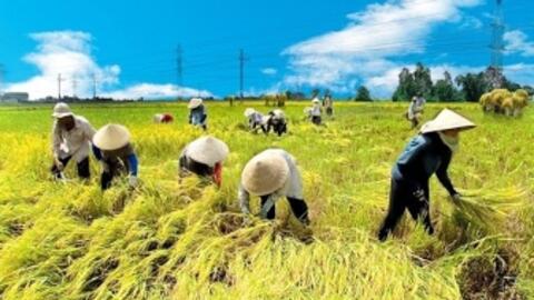 Xuất khẩu gạo Việt Nam vượt Thái Lan