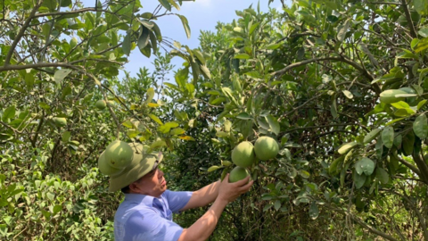 Vụ một Nông dân Việt Nam xuất sắc ở Hưng Yên kêu cứu: Giao Thanh tra huyện vào cuộc