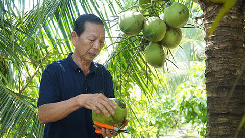 Trồng dừa trên vùng đất nuôi tôm 