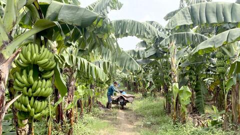 Tiềm năng phát triển cây chuối ở Mê Linh