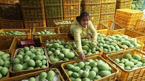 Tuân thủ tiêu chuẩn, chất lượng để thúc đẩy xuất khẩu trái cây Việt Nam
