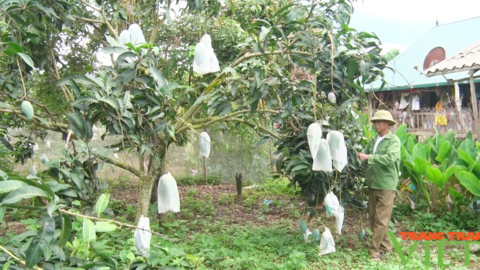 Hội Nông dân Sơn La: Cầm tay, chỉ việc cùng hội viên nông dân phát triển sản xuất, nâng cao thu nhập