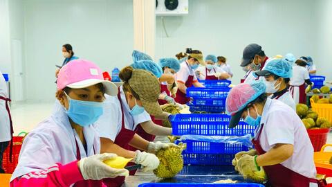 Xuất khẩu rau quả 8 tháng sang Trung Quốc đạt 2,26 tỷ USD, sầu riêng đóng góp gần 1,3 tỷ USD