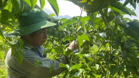 Đòn bẩy giúp nông dân Phong Thổ - Lai Châu giảm nghèo bền vững