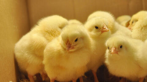 Vận chuyển, buôn bán trái phép gia cầm từ Trung Quốc vào Việt Nam diễn biến phức tạp, Bộ NNPTNT chỉ đạo "nóng"