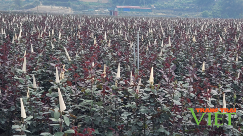 Lai Châu chú trọng phát triển nông nghiệp hàng hóa tập trung