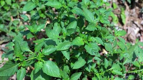 Người thành phố lùng mua một đặc sản nổi tiếng của Mộc Châu, hóa ra là loại rau dại mọc đầy bờ ruộng này