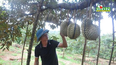 Trồng sầu riêng bội thu, nông dân nhà nào cũng thu tiền tỷ, trả được nợ nhưng cái cần nhất thì lại thiếu
