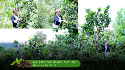 Lào Cai có một 'kho vàng xanh', mùi thơm như mật ong, hễ bán là hết sạch, giá 1,5 triệu đồng/kg