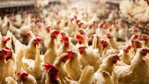 Dùng AI để biết cảm xúc của gà đang phấn khích, sợ hãi hay đói